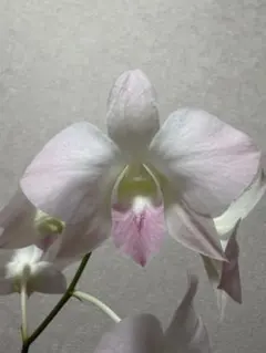 メリイ様 リクエスト 2点 まとめ商品