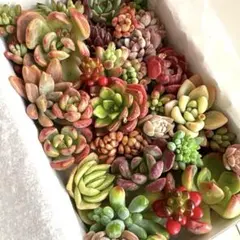 10多肉植物 韓国苗 詰め合わせ 寄せ植えセット❤️つぶつぶ弁当