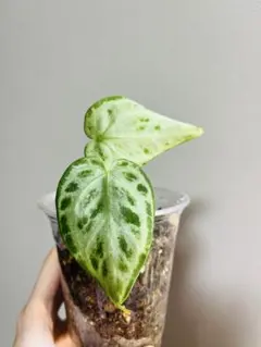 アンスリウム シルバーブラシ 観葉植物