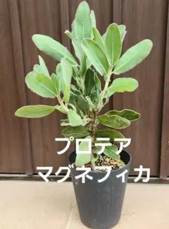 プロテア ピクシー スサラ 3.5号ロングポット苗 2点セット オージー