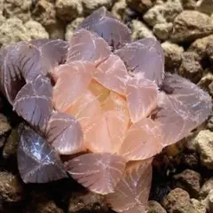 多肉植物　ハオルチア　秋思いオブツーサ錦　鮮明錦　糊斑のサムネイル