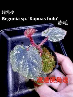専用Begonia kapuashuluensis【旧テムユク】原種ベゴニア　B 2026年最新】BEGONIA kapuashuluensisの人気アイテム - メルカリ