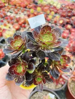 429 モランディ 多肉植物 アエオニウム 斑入り 抜き苗 - メルカリ