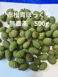 아오모리에서 갓 수확한 아카마쓰 블루콘 500g은 싸다 ♪
