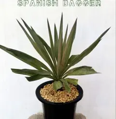 2026年最新】ユッカグロリオサの人気アイテム - メルカリ