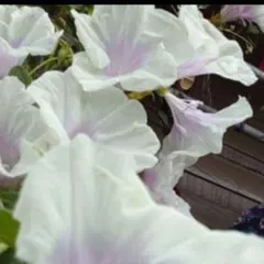 ゆぅ様 リクエスト 2点 まとめ商品