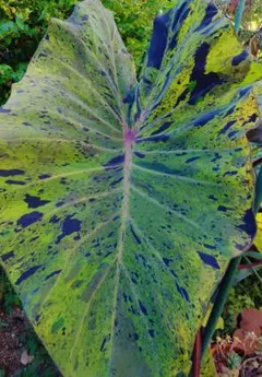 2025年最新】コロカシアの人気アイテム - メルカリ