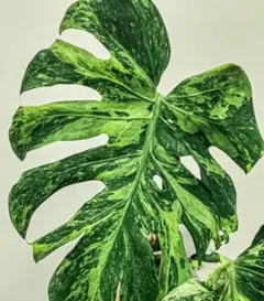 六本木くん様 リクエスト 2点 まとめ商品