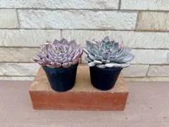 2026年最新】ザラゴーサの人気アイテム - メルカリ