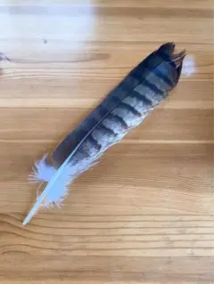 ハンドメイド　リメイク　飾り　インテリア　弓道　羽　替え羽　猛禽類　鷹の羽根 ハンドメイド リメイク 飾り インテリア 弓道 羽 替え羽 猛禽類