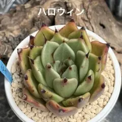 ❣️ザラゴーサエンジェル❣️現品 エケベリア 寄せ植え 多肉弁当 多肉