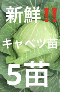 Aisinne様 リクエスト 2点 まとめ商品