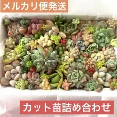 多肉植物カット苗詰め合わせＢ