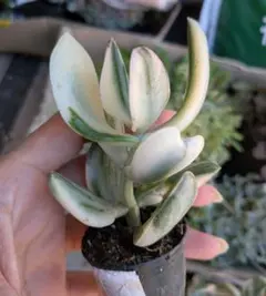 ①希少品種❣️きらめき黄金花月　花月錦　斑入り【抜き苗】【お好きな2点速達無料】のサムネイル