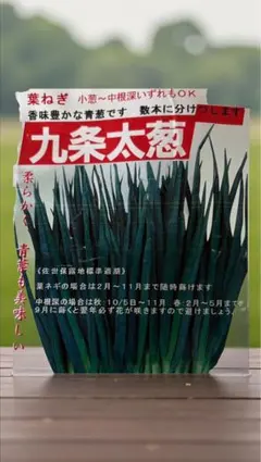 さゆりん様 リクエスト 2点 まとめ商品