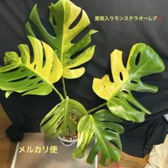 美斑‼︎ モンステラボルシギアナオーレア 鉢のまま現品発送！ - メルカリ