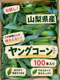 収穫日即日発送 新鮮朝採りヤングコーン100本 ゴールドラッシュの