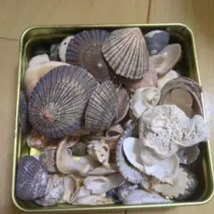 貝殻セット