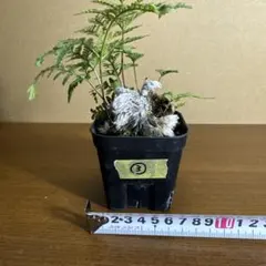 2026年最新】シダの人気アイテム - メルカリ