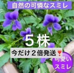 Kazu.O様 リクエスト 3点 まとめ商品