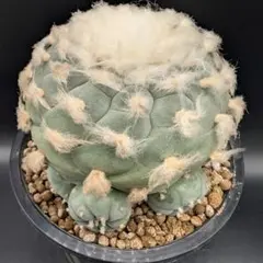 綺麗な白肌❗️大型　銀冠玉　実生　(検索　烏羽玉　翠冠玉　ウバ玉 ロフォフォラの代表的な3種｜特徴まとめ | 植物でワクワクを