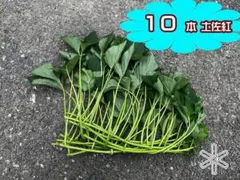 茨城県産 さつまいも苗 シルクスイート 10本 予備苗2本です。 - メルカリ