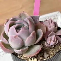 原種　リンゼアナ　発根済 原種 リンゼアナ 発根済