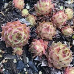 多肉植物 センペルビウム パッショナータ 3つ - メルカリ