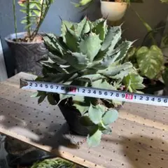 2026年最新】アガベ ポタトラム 雷神の人気アイテム - メルカリ