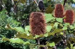 イワオ　バンクシア　ヘアピン　ロブル　お得セット！② イワオ様 専用 バンクシア ヘアピン ロブル お得セット！②