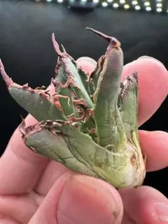 super　シーザー 凱撤 OC セール品_9