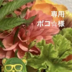 専用ページ ポコ☆様