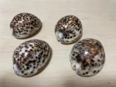 貝殻の標本 ＊ ハワイホシダカラ - メルカリ