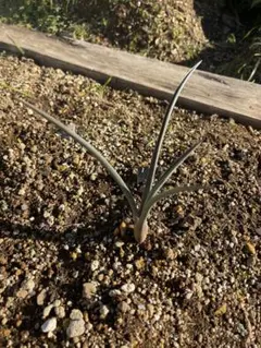 2026年最新】ブレビフォリア ユッカの人気アイテム - メルカリ