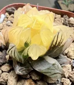 た*ぐ様 多肉植物　ハオルチア　実生オブツーサ錦　鮮明錦