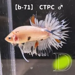 【a-71】shoko lto様専用