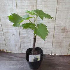 にこ様 リクエスト 2点 まとめ商品