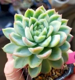 み*ぃ様 ②　梅子　ミックスベリア　おらいさん　土付き発送　多肉