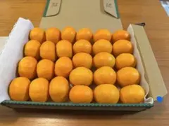 ハウスみかん　小玉みかん　静岡県産のサムネイル