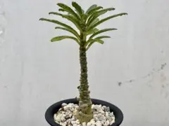 2025年最新】ドルステニア ギガスの人気アイテム - メルカリ