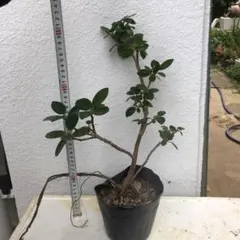 2026年最新】パンダガジュマル 斑入りの人気アイテム - メルカリ