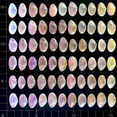 桜貝【片貝】66枚(穴無し)19