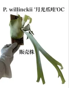 p*a様 ランセッカ 雀色時 2024 & 蛙鳴千草 2024 2本セット - メルカリ