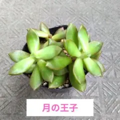 多肉植物 ハオルチア 氷の恋人 美株 新品種 糊斑 - メルカリ