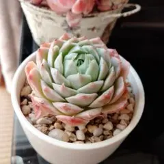 まあさ6639 ☆プロフ一読願います♪様 リクエスト 4点 まとめ商品