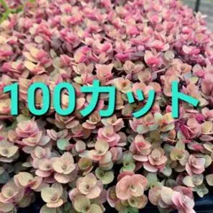 ♡R.r.h.r.Love♡様 リクエスト 4点 まとめ商品