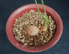 2025年最新】ソテツ苗の人気アイテム - メルカリ