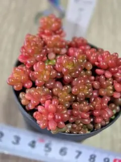 2026年最新】アップルベリー 多肉の人気アイテム - メルカリ