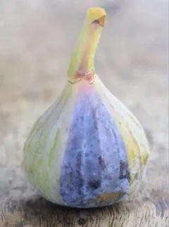 激ヤバ変態いらっしゃい　Campaniere Mutant　イチジク 穂木　　苗 激ヤバ変態いらっしゃい Campaniere Mutant イチジク 穂木 苗 - メルカリ
