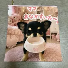 1000円均一期間限定　両面フラットポーチ　チワワちゃん 1000円均一 両面フラットポーチ マルチーズちゃん - メルカリ